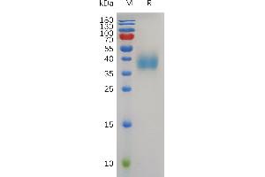 Human Trop2 Protein, His Tag on SDS-PAGE under reducing condition.