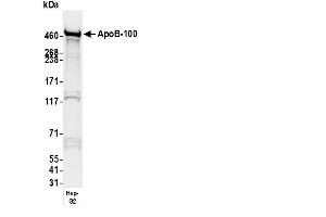 anti-Apoprotein B100 (Apo-B100) antibody (Biotin)