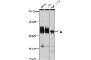 Western blot analysis of extracts of various cell lines, using TES antibody (ABIN7270772) at 1:3000 dilution. (TES antibody  (AA 1-260))