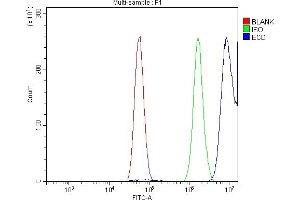 Flow Cytometry analysis of U87 cells using anti-SGT1/ECD antibody (ABIN7601917). (ECD/SGT1 antibody  (AA 50-632))