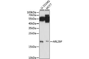 Western blot analysis of extracts of various cell lines, using BP antibody (ABIN7265492) at 1:1000 dilution. (ARL2BP antibody  (AA 1-100))