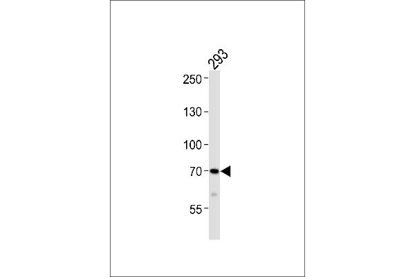 DUSP16 antibody