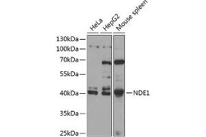 Western blot analysis of extracts of various cell lines, using NDE1 antibody  at 1:1000 dilution. (NDE1 antibody  (AA 1-110))
