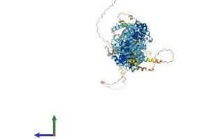 AlphaFold protein structure predicition of Human Recombinant MROH5 Protein, UniprotID Q6ZUA9 (MROH5 Protein (AA 1-1318) (His tag))