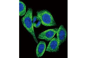 Confocal immunofluorescent analysis of ADIPOR2 Antibody (Center) (ABIN651298 and ABIN2840176) with Hela cell followed by Alexa Fluor? (Adiponectin Receptor 2 antibody  (AA 45-72))