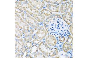 Immunohistochemistry of paraffin-embedded mouse kidney using COX6A1 antibody.