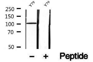 Western blot analysis of extracts of Y79 cells, using SFPQ antibody. (SFPQ antibody  (C-Term))