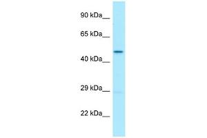 WB Suggested Anti-UQCRC2 Antibody Titration: 1. (UQCRC2 antibody  (C-Term))