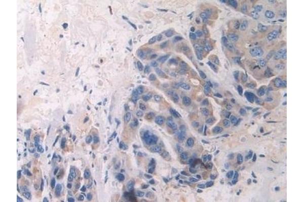 Fibulin 1 antibody  (AA 176-398)
