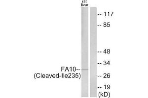 Western Blotting (WB) image for anti-Coagulation Factor X (F10) (Cleaved-Ile235) antibody (ABIN1853478)