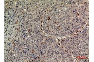 Immunohistochemistry (IHC) analysis of paraffin-embedded Human Liver, antibody was diluted at 1:100. (Thrombopoietin antibody  (Internal Region))