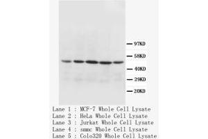 Image no. 1 for anti-Cytochrome C Oxidase Subunit I (COX1) (N-Term) antibody (ABIN1495194) (COX1 antibody  (N-Term))