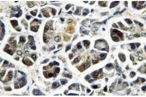 Immunohistochemistry (IHC) analyzes of NDUFA8 antibody in paraffin-embedded human pancreas tissue. (NDUFA8 antibody)