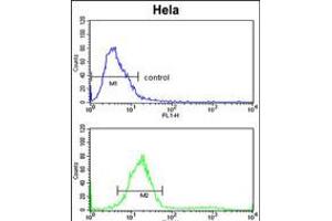 Flow cytometric analysis of Hela cells (bottom histogram) compared to a negative control cell (top histogram). (TECPR1 antibody  (C-Term))