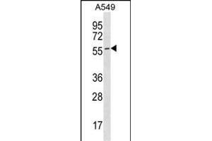 ES Antibody (C-term) (ABIN1536961 and ABIN2850080) western blot analysis in A549 cell line lysates (35 μg/lane). (ESAM antibody  (C-Term))
