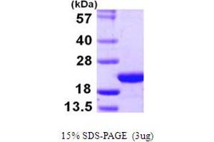 SDS-PAGE (SDS) image for Coatomer Protein Complex, Subunit zeta 1 (COPZ1) (AA 1-177) protein (His tag) (ABIN667907)