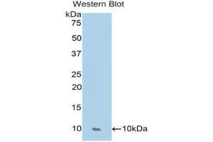 Western Blotting (WB) image for anti-Chemokine (C-C Motif) Ligand 17 (CCL17) (AA 27-93) antibody (ABIN1174785)