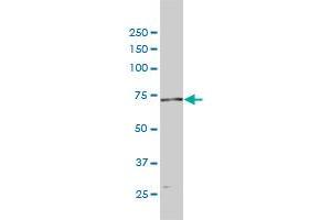 Western Blotting (WB) image for anti-Polymerase (DNA Directed), alpha 2 (70kD Subunit) (POLA2) (AA 1-598) antibody (ABIN565141)