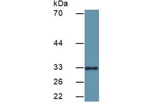 Detection antibody from the kit in WB with Positive Control:  Sample Human HeLa Cells. (CDK2 ELISA Kit)