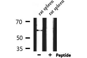 Western blot analysis of extracts from rat spleen, using Phospho-HDAC2 (Ser394) Antibody. (HDAC2 antibody  (pSer394))