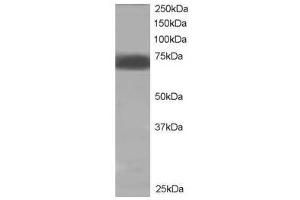Image no. 1 for anti-Protein tyrosine Phosphatase, Non-Receptor Type 11 (PTPN11) (C-Term) antibody (ABIN374094) (PTPN11 antibody  (C-Term))