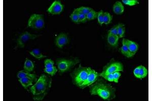 Immunofluorescent analysis of MCF-7 cells using ABIN7165213 at dilution of 1:100 and Alexa Fluor 488-congugated AffiniPure Goat Anti-Rabbit IgG(H+L) (CNIH3 antibody  (AA 94-138))