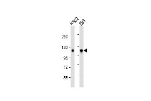 All lanes : Anti-IARS2 Antibody (Center) at 1:1000 dilution Lane 1: K562 whole cell lysate Lane 2: 293 whole cell lysate Lysates/proteins at 20 μg per lane. (IARS2 antibody  (AA 600-628))