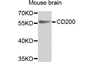 Western blot analysis of extracts of various cell lines, using CD200 antibody.