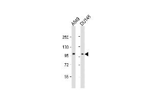 All lanes : Anti-SEB Antibody (C-term) at 1:2000 dilution Lane 1: A549 whole cell lysates Lane 2: D whole cell lysates Lysates/proteins at 20 μg per lane. (SEMA4B antibody  (C-Term))