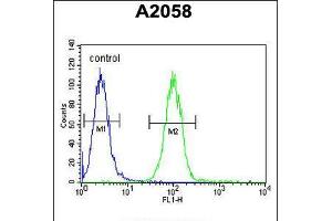Flow cytometric analysis of A2058 cells (right histogram) compared to a negative control cell (left histogram). (Annexin a1 antibody  (AA 129-158))