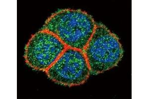 Confocal immunofluorescent analysis of HNF4A antibody with HeLa cells followed by Alexa Fluor 488-conjugated goat anti-rabbit lgG (green). (HNF4A antibody  (AA 281-312))