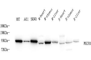 Western Blot analysis of various samples using PI 3 kinase p85 alpha Polyclonal Antibody at dilution of 1:1000. (PIK3R1 antibody)