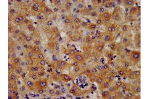 IHC image of ABIN7156004 diluted at 1:400 and staining in paraffin-embedded human liver tissue performed on a Leica BondTM system. (HMGCS2 antibody  (AA 426-508))