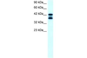 Western Blotting (WB) image for anti-Acetyl-CoA Acetyltransferase 2 (ACAT2) antibody (ABIN2460577) (ACAT2 antibody)