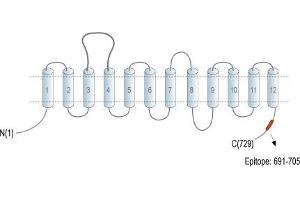 anti-Solute Carrier Family 6 (Neutral Amino Acid Transporter), Member 15 (SLC6A15) (AA 691-705), (C-Term), (Intracellular) antibody