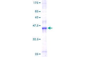 Retinoid X Receptor alpha Protein (AA 1-165) (GST tag)