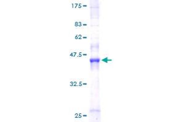 Retinoid X Receptor alpha Protein (AA 1-165) (GST tag)