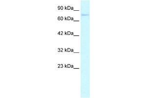 WB Suggested Anti-ZNF336 Antibody Titration: 0. (ZNF336 antibody  (N-Term))