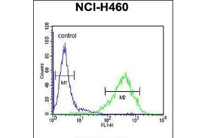 Flow cytometric analysis of NCI-H460 cells (right histogram) compared to a negative control cell (left histogram). (RAB3IL1 antibody  (C-Term))