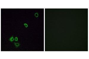Immunofluorescence (IF) image for anti-Olfactory Receptor, Family 2, Subfamily G, Member 3 (OR2G3) (Internal Region) antibody (ABIN1853210) (OR2G3 antibody  (Internal Region))