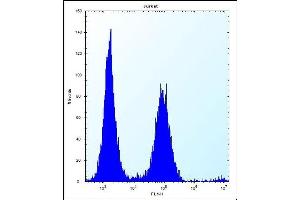 PSL1 Antibody (N-term) 12400a flow cytometric analysis of Jurkat cells (right histogram) compared to a negative control cell (left histogram). (PSAPL1 antibody  (N-Term))