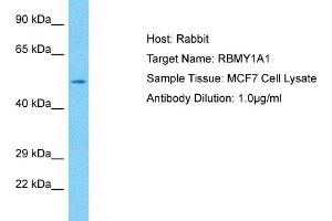 Host: Rabbit Target Name: RBMY1A1 Sample Tissue: Human MCF7 Whole Cell Antibody Dilution: 1ug/ml