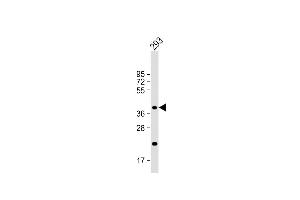 CSGALNACT2 antibody  (AA 200-229)