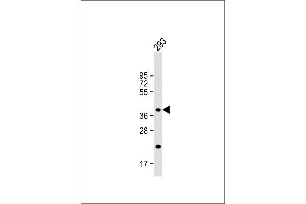 CSGALNACT2 antibody  (AA 200-229)