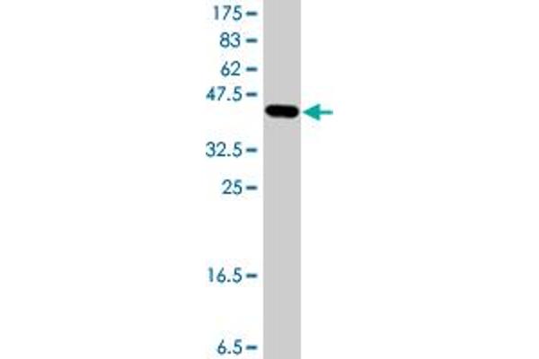 NDUFV3 antibody  (AA 1-100)