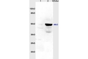 Lane 1: rat brain lysates Lane 2: rat heart lysates probed with Anti Legumain Polyclonal Antibody, Unconjugated (ABIN750958) at 1:200 in 4 °C. (LGMN antibody  (AA 201-300))