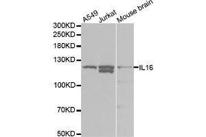 Western blot analysis of extracts of various cell lines, using IL16 antibody.