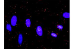Proximity Ligation Analysis of protein-protein interactions between BCL2L1 and CASP9. (Caspase 9 antibody  (AA 1-416))