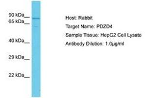 Image no. 1 for anti-PDZ Domain Containing 4 (PDZD4) (AA 536-585) antibody (ABIN6750650) (PDZD4 antibody  (AA 536-585))