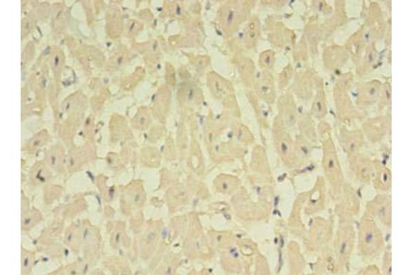 NOSTRIN antibody  (AA 1-322)